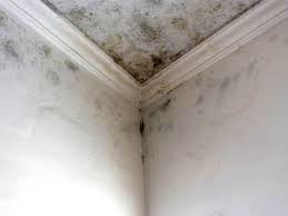 Trusted Tecumseh, MI Mold Removal Services Experts